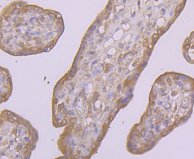 CD55 Antibody in Immunohistochemistry (Paraffin) (IHC (P))