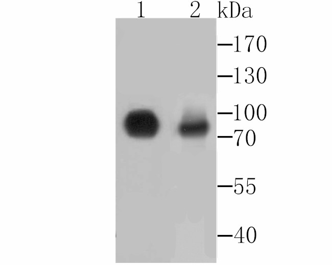 CD55 Antibody in Western Blot (WB)