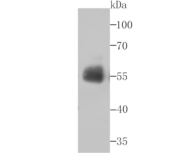 CD55 Antibody in Western Blot (WB)