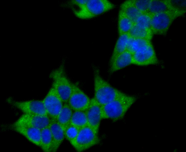 Raptor Antibody in Immunocytochemistry (ICC/IF)