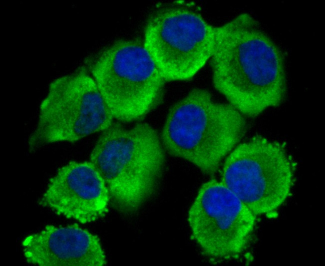 GST3 Antibody in Immunocytochemistry (ICC/IF)