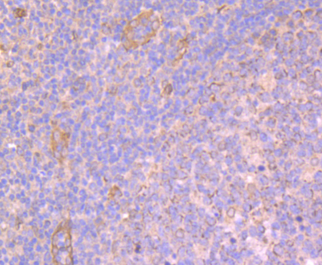 Apg3 Antibody in Immunohistochemistry (Paraffin) (IHC (P))