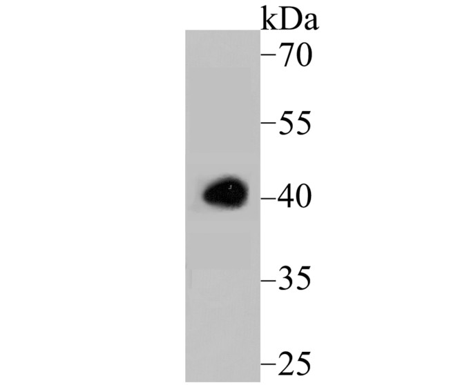 Apg3 Antibody in Western Blot (WB)