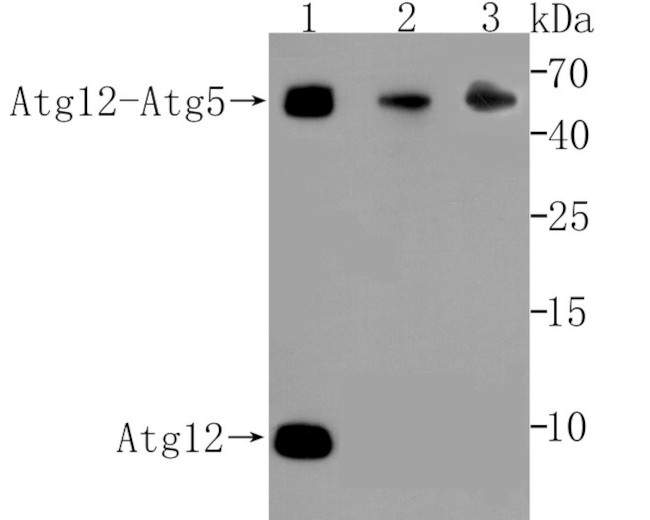 Atg12 Antibody in Western Blot (WB)