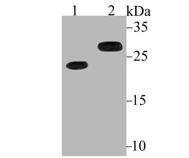 Bcl-2 Antibody in Western Blot (WB)