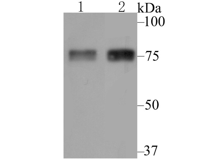 LOXL2 Antibody in Western Blot (WB)