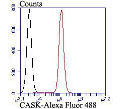 CASK Antibody in Flow Cytometry (Flow)