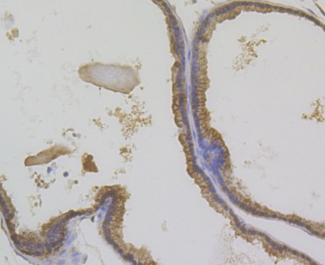 Annexin A1 Antibody in Immunohistochemistry (Paraffin) (IHC (P))