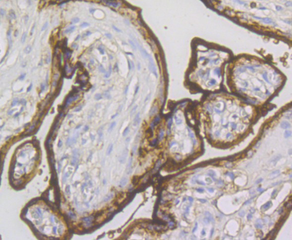 Annexin A1 Antibody in Immunohistochemistry (Paraffin) (IHC (P))