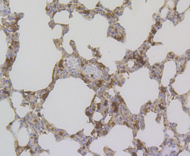 Annexin A1 Antibody in Immunohistochemistry (Paraffin) (IHC (P))