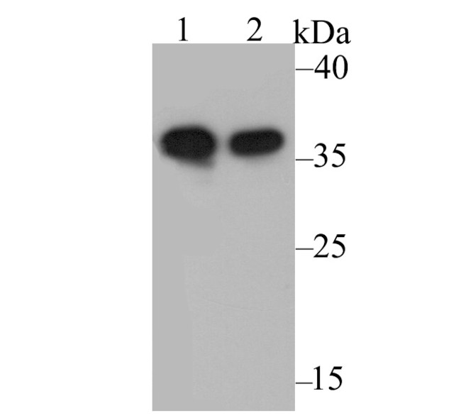 Annexin A1 Antibody in Western Blot (WB)