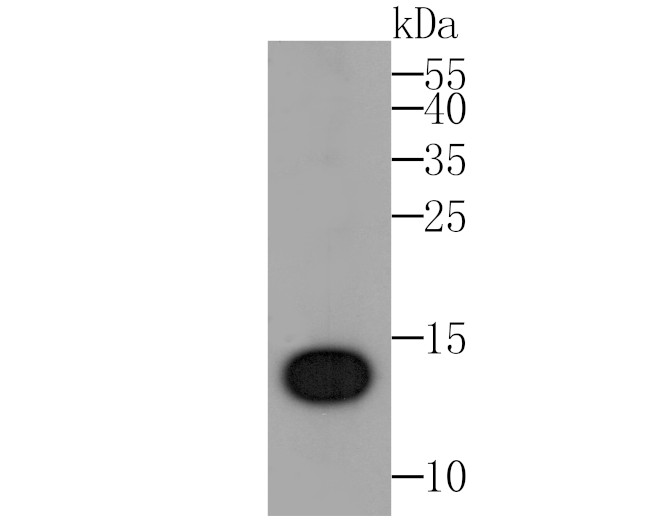 IL-22 Antibody in Western Blot (WB)