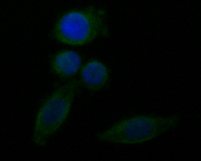 FH Antibody in Immunocytochemistry (ICC/IF)