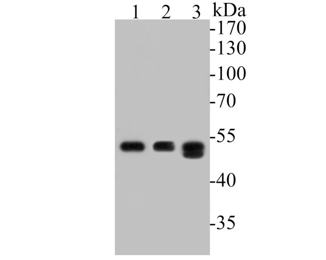 FH Antibody in Western Blot (WB)