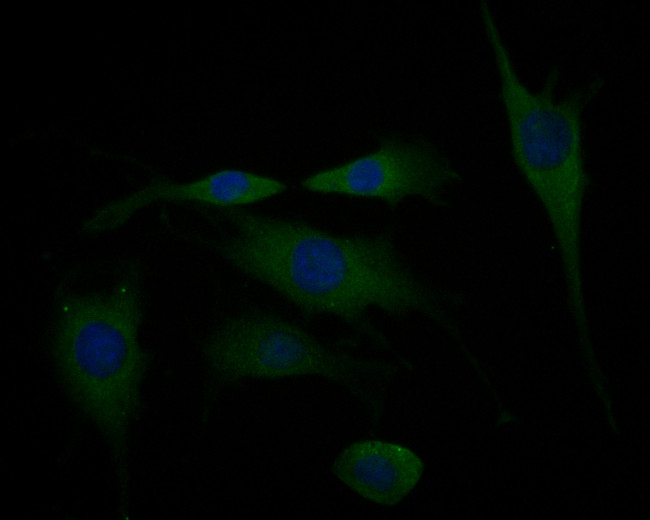 GABRA1 Antibody in Immunocytochemistry (ICC/IF)