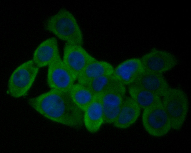 GABRA1 Antibody in Immunocytochemistry (ICC/IF)