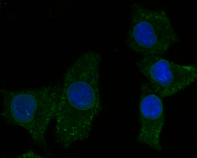 KCNMA1 Antibody in Immunocytochemistry (ICC/IF)