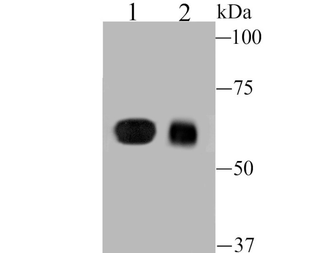 DLL4 Antibody in Western Blot (WB)