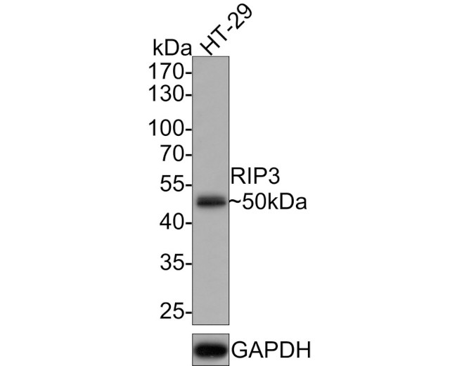 RIP3 Antibody in Western Blot (WB)