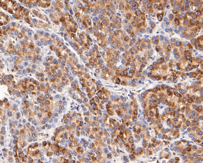 SAP97 Antibody in Immunohistochemistry (Paraffin) (IHC (P))