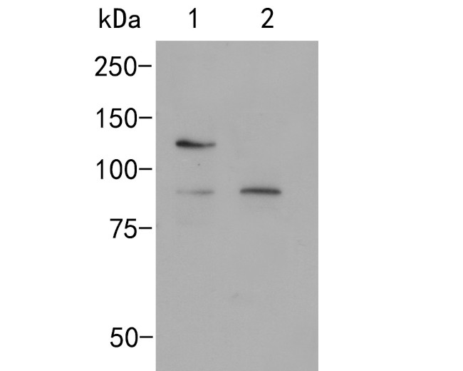 SAP97 Antibody in Western Blot (WB)