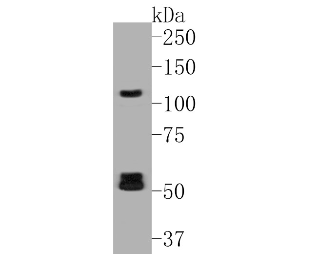 Flt3 Antibody in Western Blot (WB)