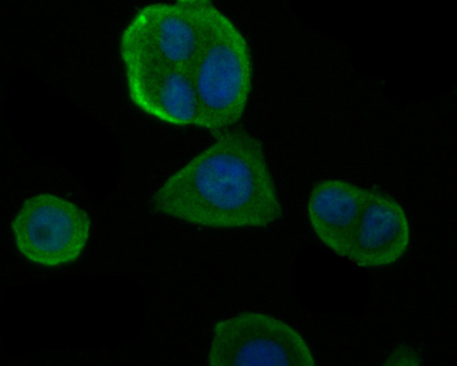 IRS1 Antibody in Immunocytochemistry (ICC/IF)