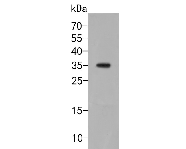 TMEM119 Antibody in Western Blot (WB)