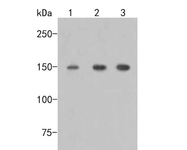 mSin3A Antibody in Western Blot (WB)