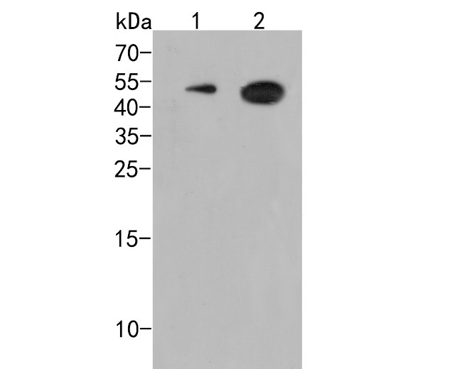 CD28 Antibody in Western Blot (WB)