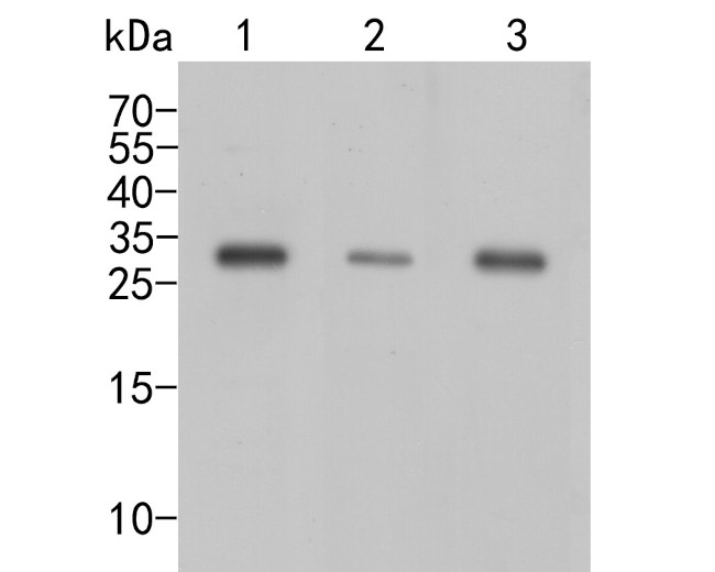 CBR1 Antibody in Western Blot (WB)