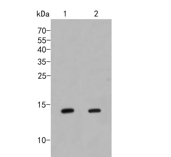 IFITM1 Antibody in Western Blot (WB)