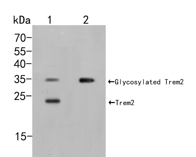 TREM2 Antibody in Western Blot (WB)