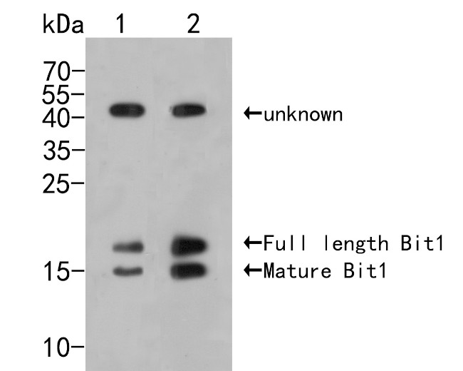 Bit1 Antibody in Western Blot (WB)