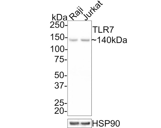 TLR7 Antibody in Western Blot (WB)