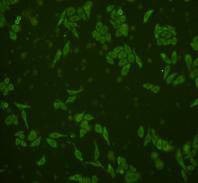 GRB2 Antibody in Immunocytochemistry (ICC/IF)