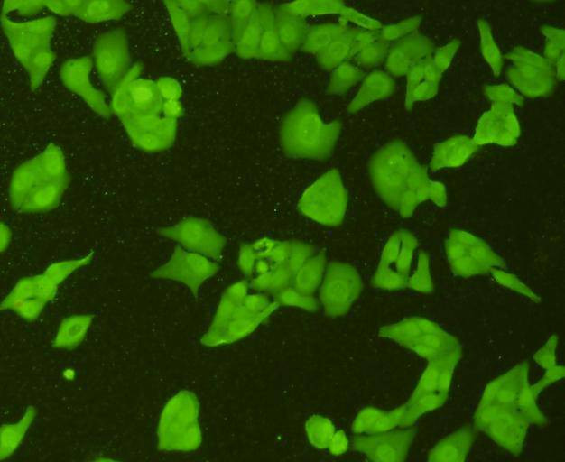 Topoisomerase II alpha Antibody in Immunocytochemistry (ICC/IF)