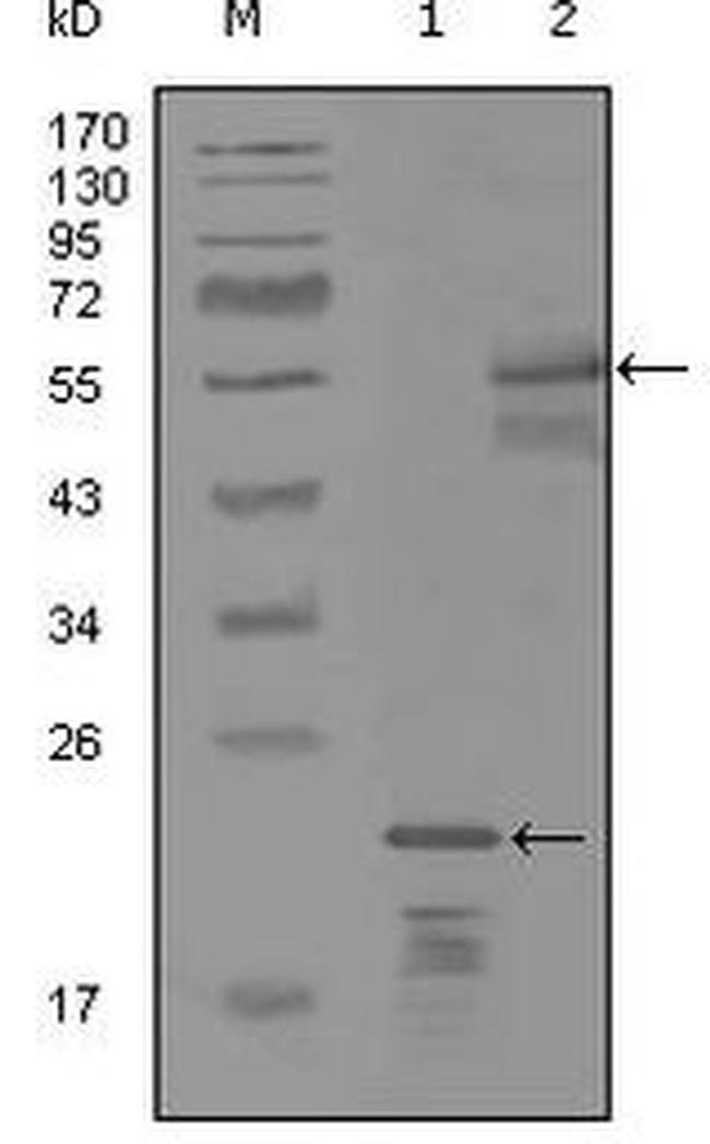 ErbB3 Antibody in Western Blot (WB)