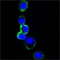 ErbB3 Antibody in Immunocytochemistry (ICC/IF)