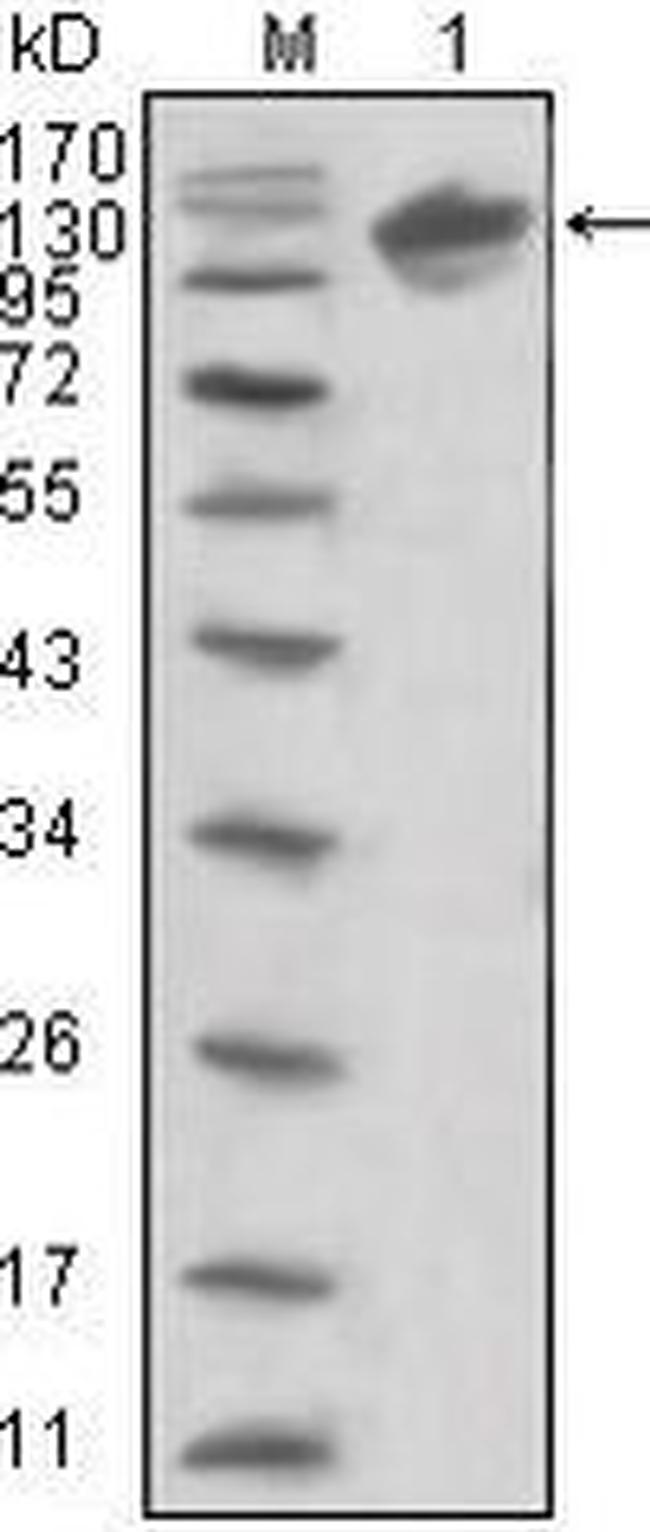 ErbB3 Antibody in Western Blot (WB)