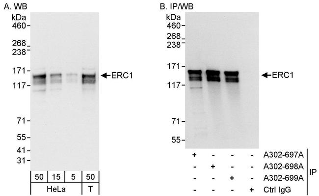 ERC1 Antibody in Western Blot (WB)