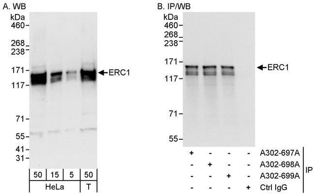ERC1 Antibody in Western Blot (WB)