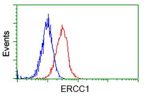 ERCC1 Antibody in Flow Cytometry (Flow)