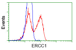 ERCC1 Antibody in Flow Cytometry (Flow)