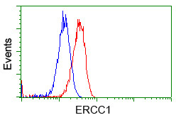 ERCC1 Antibody in Flow Cytometry (Flow)