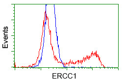 ERCC1 Antibody in Flow Cytometry (Flow)