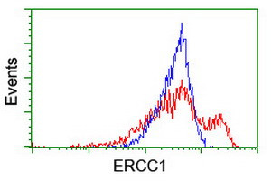 ERCC1 Antibody in Flow Cytometry (Flow)