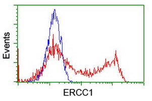 ERCC1 Antibody in Flow Cytometry (Flow)