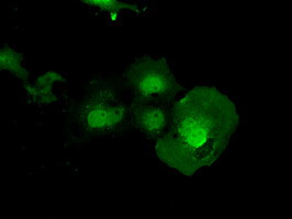 ERCC1 Antibody in Immunocytochemistry (ICC/IF)