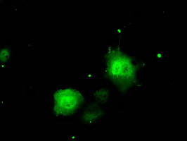 ERCC1 Antibody in Immunocytochemistry (ICC/IF)